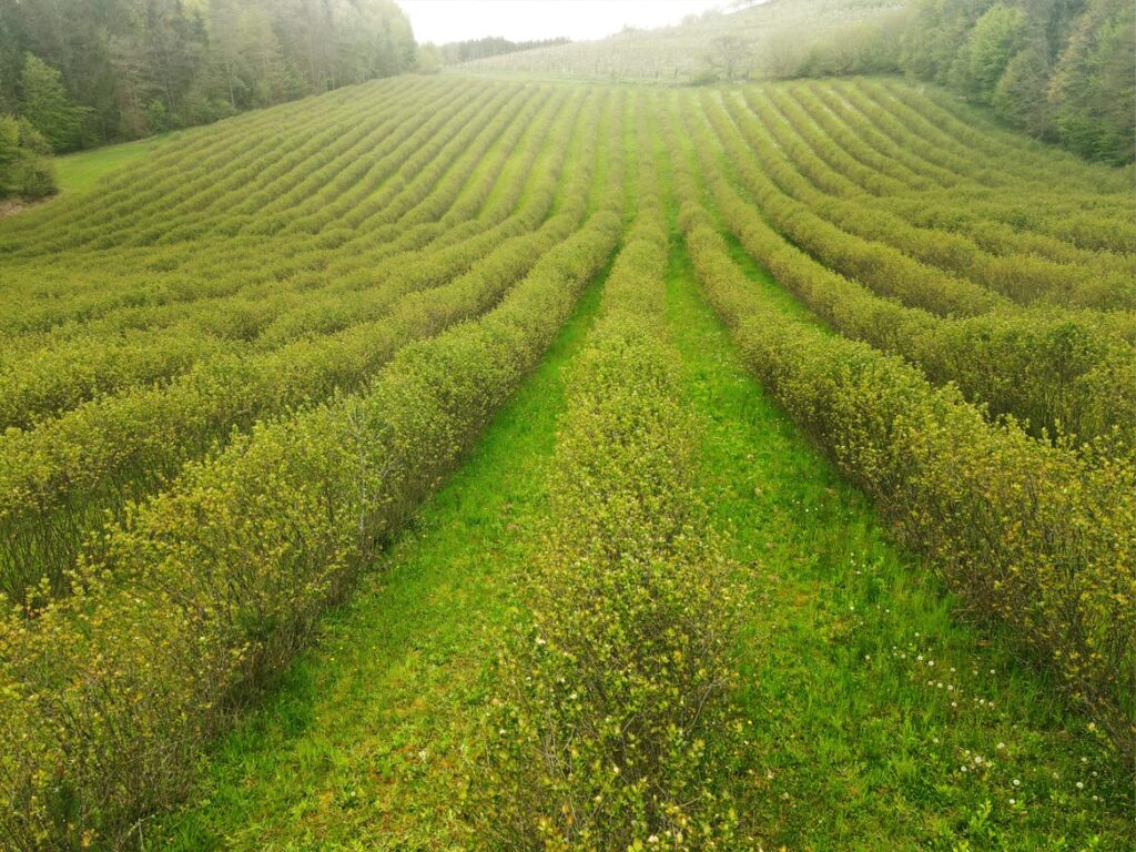Der Sommer bringt neue Öffnungszeiten im Hofladen.