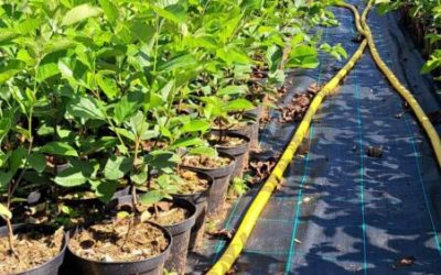 Seit über 10 Jahren kultivieren wir die Junibeere, auch Saskatoon oder Felsenbirne genannt.