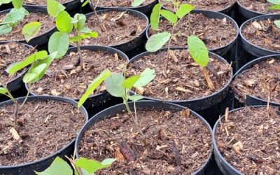 Die Junibeere oder auch Saskatoon wird kultiviert und gezogen.