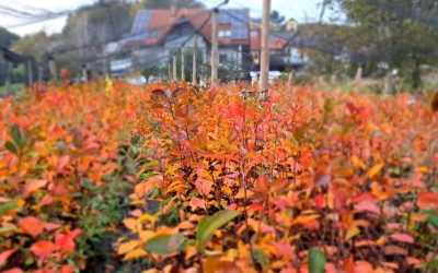 Die Junibeere in voller Farbenpracht im Herbst