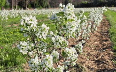 Die Junibeere wird kultiviert und steht in Blüte