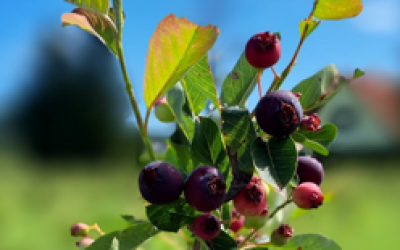 Die Junibeere ist eine absolute Powerfrucht mit vielen wertvollen Nährstoffen und Vitaminen.