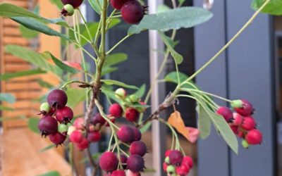 Die schönen Farben der Junibeere